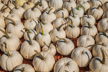 White pumpkins gathered together