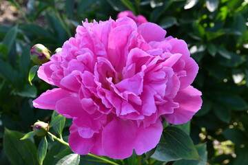 Beautiful pink peony blooms in the garden.