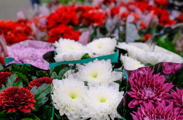 Bouquets of colorful chrysanthemums for sale in the store. Close-up. Selective focus