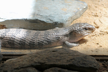 Blauzungenskink