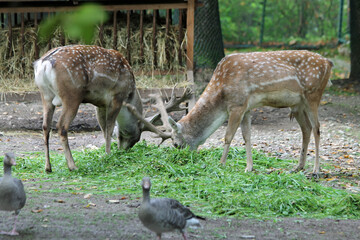 Mesopotamischer_Damhirsch