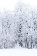 Fototapeta premium Season and nature concept - Winter park in snow