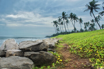 View of Varkala beach and palm trees, Kerala, India.