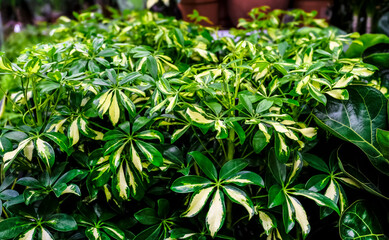 Schefflera actinophylla or umbrella tree yellow and green leaves close-up. Sale in the store. Selective focus