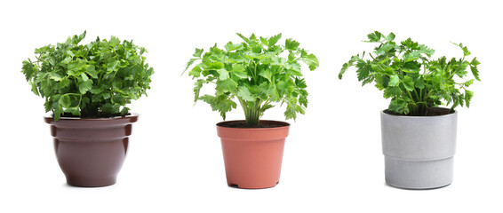 Set with potted parsley plants on white background. Banner design - Powered by Adobe