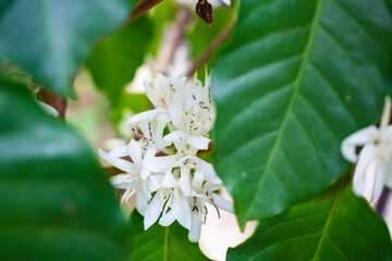 White coffee flowers in green leaves tree plantation close up