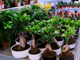 Ficus Ginseng Bonsai tree in a pot Taking care of home plant. Exotic Japanese tree, close-up. Sale in the store. Selective focus