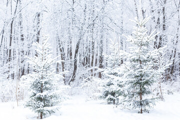 Season and nature concept - Winter park in snow