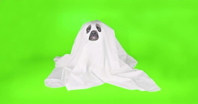 Ghost dog. Cute pug dog under the white sheet, blanket as funny halloween ghost costume. Green screen. Funny halloween concept