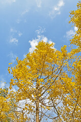 Fototapeta premium 日本の秋 色づく銀杏の葉