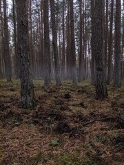 forest in the morning