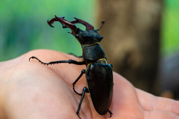 Stag beetle in hand