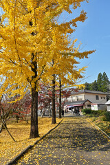 Fototapeta premium 日本の秋 色づく銀杏の葉