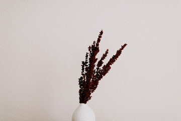 Brown wild dried flower in white ceramic vase closeup on beige background	