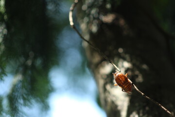 セミの抜け殻