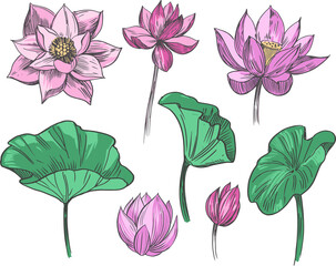 Lotus flower. Set of hand drawn vector illustration.