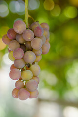 bunch of grapes on vine