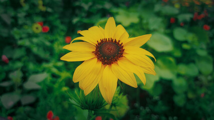 Small yellow sun flower with beautiful green leafs background.