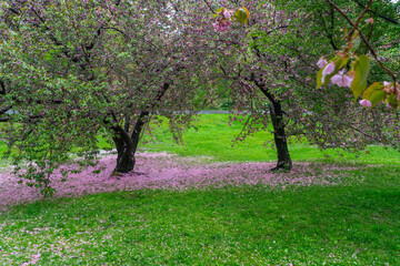 Myriad of fallen Cherry petals cover the lawn under a pair of Cherry trees in the rainy morning at Central Park New York City NY USA on May 05 2019.