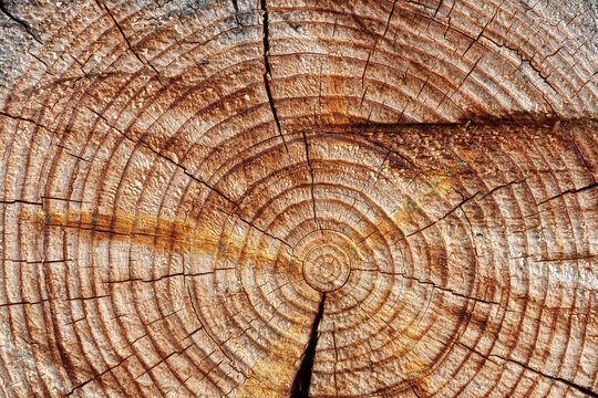 The texture of the tree trunk in a cut with circles, cracks, holes, cuts and scratches. To the center there are tarry smudges, to the edge - burnt, charred insertion, inclusions.