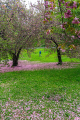 Myriad of fallen Cherry petals cover the lawn under a pair of Cherry trees in the rainy morning at Central Park New York City NY USA on May 05 2019.
