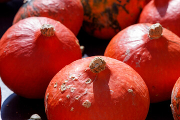 Autumn Pumpkin Thanksgiving and Halloween Background Selective Focus.