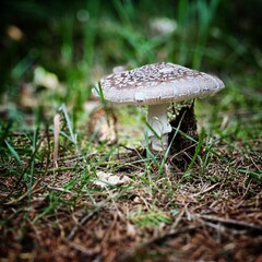 mushrooms in the forest