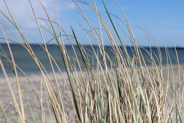 Fototapeta premium Some nice relaxing reeds.