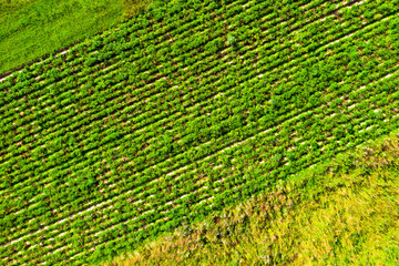 The texture of the rows of planting agricultural plants top view.