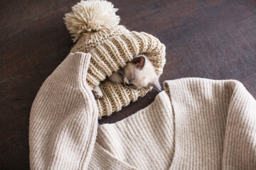 Obraz premium Kitten sleeping in knitted hat