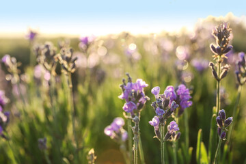 Obraz na płótnie Canvas Beautiful sunlit lavender flowers outdoors, closeup view