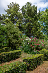A fragment of a beautiful park with pines and flowering shrubs