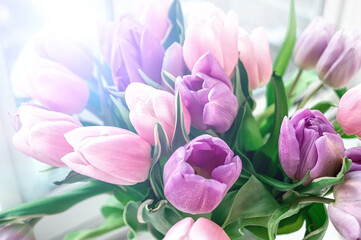 Obraz premium Romantic bouquet of purple and pink tulips close-up. Background of flowers