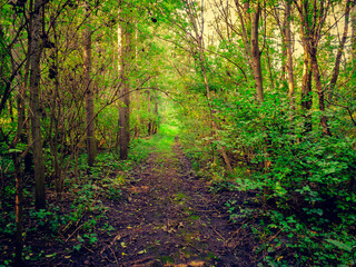 Obraz premium path in the forest