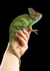 Colourful Yemeni cone-head chameleon (veiled chameleon) on a black  background isolated