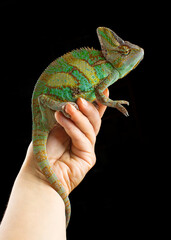 Colourful Yemeni cone-head chameleon (veiled chameleon) on a black  background isolated © Kris