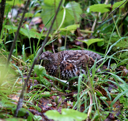 a pockmarked grouse sits in the grass in the taiga forest