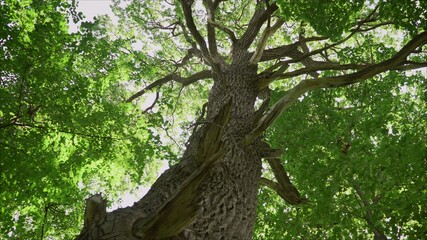 Tall trees isolated on white background. Old oak in the maple forest. Oak Tree in Park