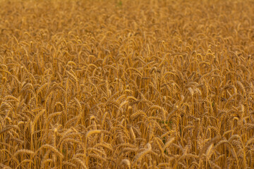 Golden field of wheat in the sun