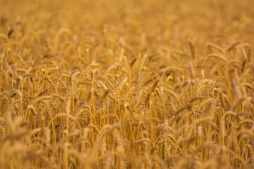 Golden field of wheat in the sun