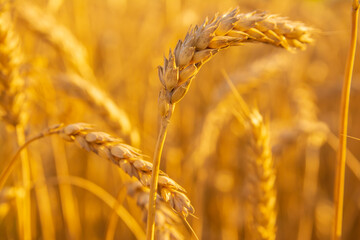 Golden field of wheat in the sun