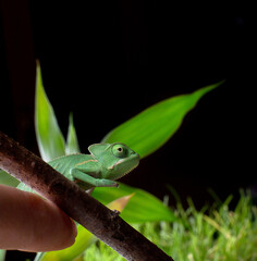 Colourful baby Yemeni cone-head chameleon (veiled chameleon) on a black  background isolated