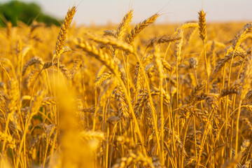 Golden field of wheat in the sun