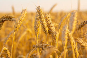 Golden field of wheat in the sun