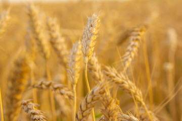 Golden field of wheat in the sun