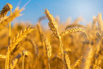 Golden field of wheat in the sun