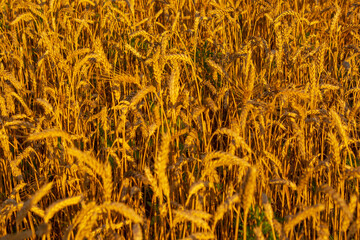 Golden field of wheat in the sun
