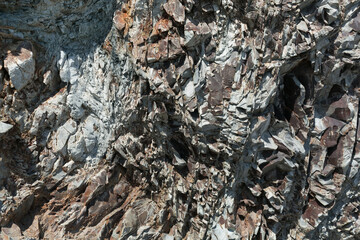 texture of the bark