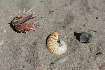 shell on the beach