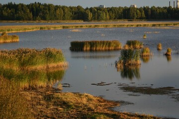 Beautiful autumnal wetland with yellow reed and blue sea water. The photo is taken in Laajalahti nature reserve close to a city center in Espoo, Finland.
